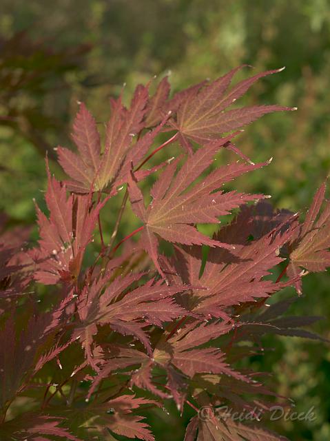 Acer palmatum Ariadne.jpg - ASCII